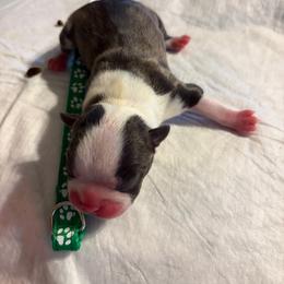 Green collar boy - Seal and white male Boston Terrier puppy in Sunnyside, Washington from Boston Terriers