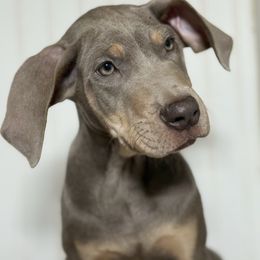 Felix - Silver male Great Dane puppy in Hutchinson, Kansas from Dappled Danes