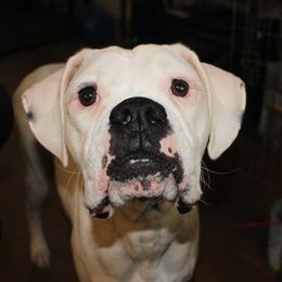 Bella - Boxer