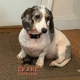 Petunia - Dachshund
