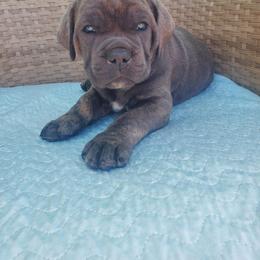 Cane Corso Puppies from Willow’s Meadow