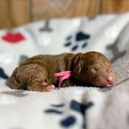 Pink collar - Red  female Goldendoodle puppy in Pittsburg, Texas from Grace Springs Goldendoodles