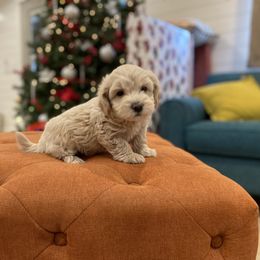 Havanese and Havapoo Puppies from Ladypawspuppies