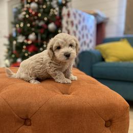 Havanese and Havapoo Puppies from Ladypawspuppies