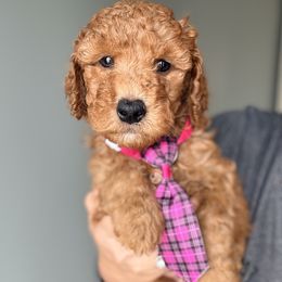 Mozzarella - Red  male Goldendoodle puppy in Marion, Ohio from Doodles & Doxies