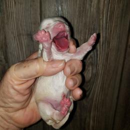 Tiny Tina - Cream female Chihuahua puppy in Nc, Florida from Brusseluv2