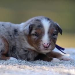Piper - Blue merle female Miniature Australian Shepherd puppy in Bauxite, Arkansas from J & B Mini Aussies