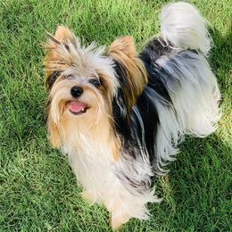 Biewer Terriers from North Georgia Biewers