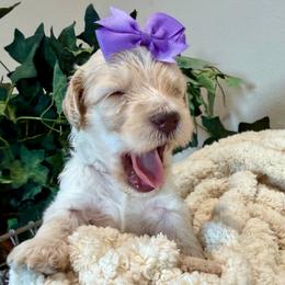Summer - Cream female Goldendoodle puppy in Wyandotte, Oklahoma from Goldendoodles of NE OK