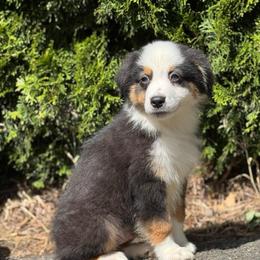Refund- black tri male 7 - Black tri-color male Australian Shepherd puppy in Chehalis, Washington from Wandering Acres Ranch