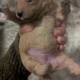 Pumpkin - Apricot female Poodle puppy in Martin, Tennessee from TNT PUPPIES