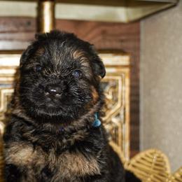 Blue collar - Black and red male German Shepherd puppy in Howell, Michigan from Sheyenne’s Shepherds