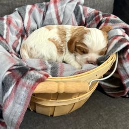 AKC- Blenheim Male 1 - Blenheim male Cavalier King Charles Spaniel puppy in Raymondville, Missouri from Puppy PlayPen