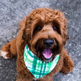 Dublin - Australian Labradoodle