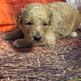 Purple Collar Boy - Apricot male Goldendoodle puppy in Colorado Springs, Colorado from Pikes Peak Doodles