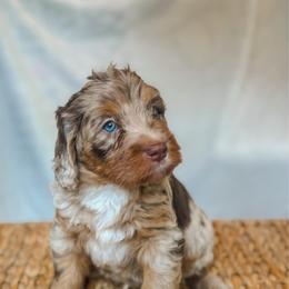 Briar - Chocolate merle male Bernedoodle puppy in Jackson, Missouri from Pincksten Family Doodles