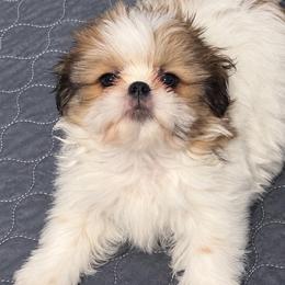 Kyrie - Gold and white male Shih Tzu puppy in Gilbert, Arizona from 🌗 New Moon Shih Tzu 🌗