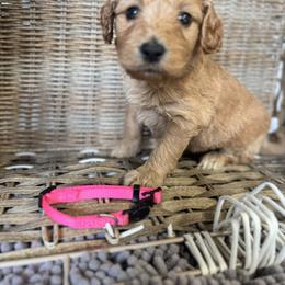 Pink collar - Apricot female Goldendoodle puppy in Valdosta, Georgia from Fifth Day Farm