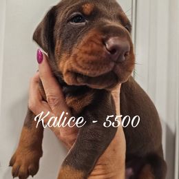 Kalice - Red and rust female Doberman Pinscher puppy in Aurora, Indiana from Double-Take Doberman Kennels