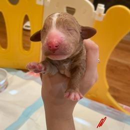 Yellow collar - Red  female Poodle puppy in Frisco, Texas from Maltese & poodle Lovers
