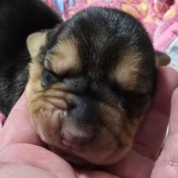 7 Orange collar - Black and brown female Basset Hound puppy in Moore, Oklahoma from Boomer Basset Hound Babies