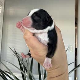 Judy - Black tri female Miniature Australian Shepherd puppy in Goldsboro, North Carolina from Maple Ridge Farm