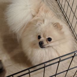 Stevie - Pomeranian