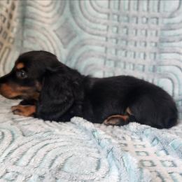 Harley - Black and tan male Dachshund puppy in Goodman, Missouri from Jessica's Dashing Dachsunds and Chihuahuas