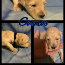 Cosmos - Goldendoodle puppy from Zona’s Teddybear GoldenDoodles