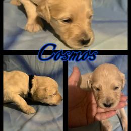 Cosmos - Goldendoodle puppy from Zona’s Teddybear GoldenDoodles