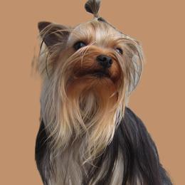 FINLEY - Yorkshire Terrier