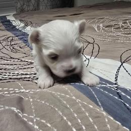Leo - White male Maltese puppy in Ludington, Michigan from OT Maltese & Co