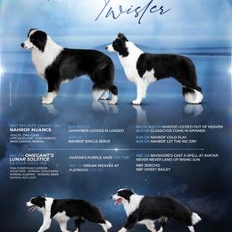 Border Collie puppies from Cloudland Border Collies