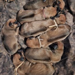 Rhodesian Ridgeback Puppies from Mafigeni Ridgebacks