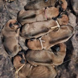Rhodesian Ridgeback Puppies from Mafigeni Ridgebacks