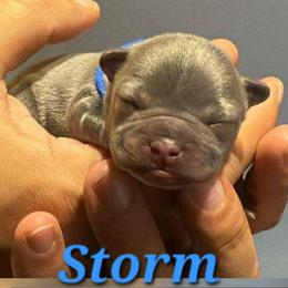 Storm - Blue female French Bulldog puppy in Hemlock, Michigan from A&D Frenchies