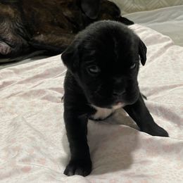 Demi - RESERVED - Brindle Boxer puppy in Taft, Tennessee from Hillbillie Boxers