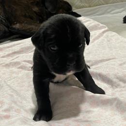 Demi - RESERVED - Brindle Boxer puppy in Taft, Tennessee from Hillbillie Boxers