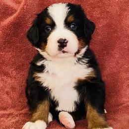 Green Collar Male - Black rust and white male Bernese Mountain Dog puppy in Bristol, Tennessee from Holston Hollow Farm