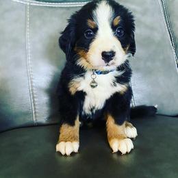 Bernese Mountain Dog Puppies from Blue Ridge Bernese