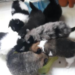 Pomeranian Puppies from Tonia's Pomeranians
