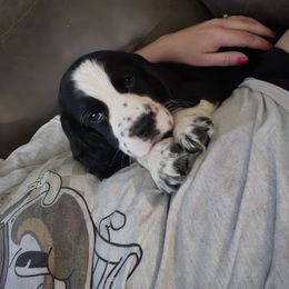 Buzz - Black and white male English Springer Spaniel puppy in Terre Haute, Indiana from Muddy River Springers
