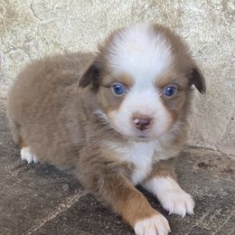Boy 5 - Miniature Australian Shepherd puppy in Paris, Texas from Kuttin’ Up Mini Aussies