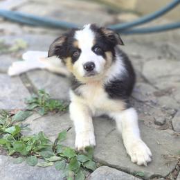 Girl 6 - Black tri-color female Australian Shepherd puppy in Keyser, West Virginia from Heartfelt Hollow Farm