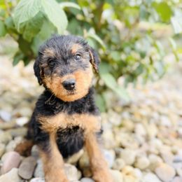 Airedale Terrier puppies from Anne's Pups