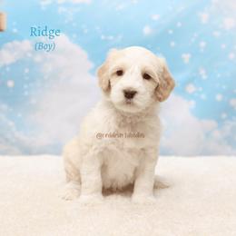 Ridge - Caramel ice male Australian Labradoodle puppy in Hurricane, Utah from Red Desert Doodles