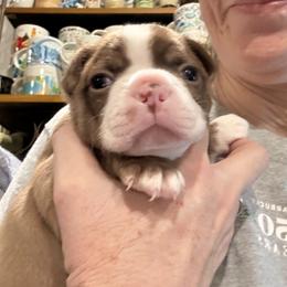 Bean - Red male Boston Terrier puppy in Monroe, Washington from Nordkyn Boston Terriers