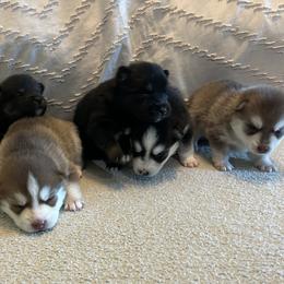 Pomsky puppies from Pomsky Hills