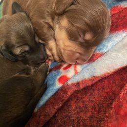 Dachshund Puppies from Hetu's Dachshunds