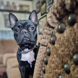 Darcey - French Bulldog